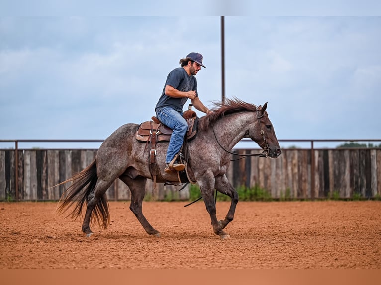 American Quarter Horse Wałach 3 lat 152 cm Kasztanowatodereszowata in Waco