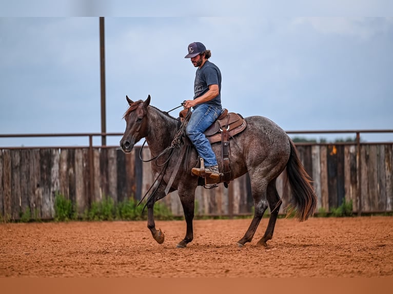 American Quarter Horse Wałach 3 lat 152 cm Kasztanowatodereszowata in Waco