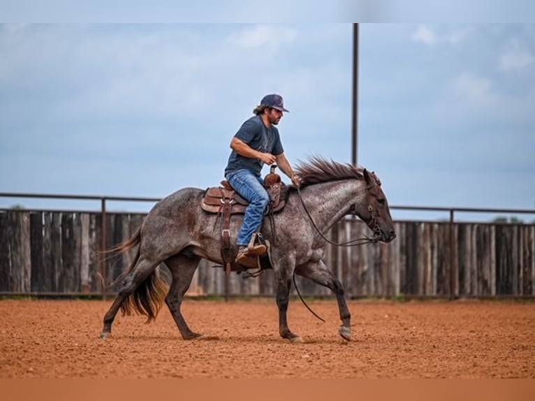 American Quarter Horse Wałach 3 lat 152 cm Kasztanowatodereszowata in Waco