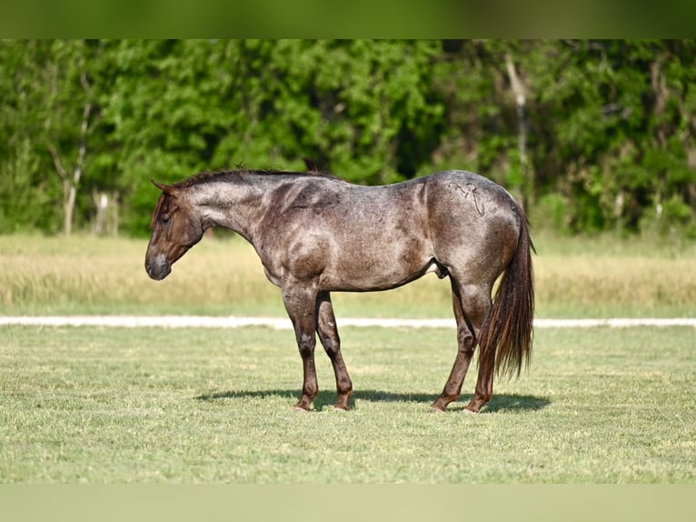 American Quarter Horse Wałach 3 lat 152 cm Kasztanowatodereszowata in Waco