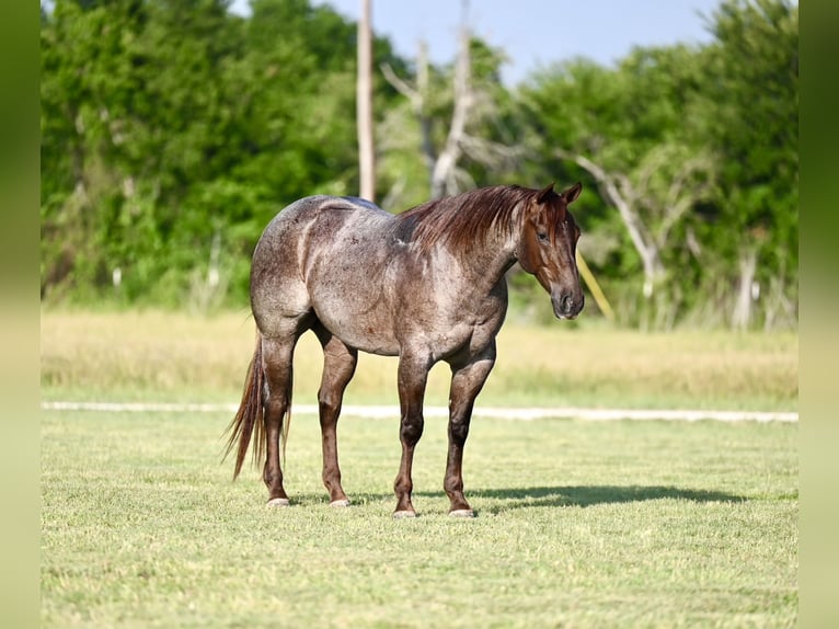 American Quarter Horse Wałach 3 lat 152 cm Kasztanowatodereszowata in Waco