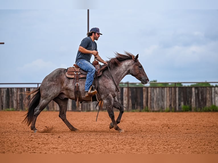 American Quarter Horse Wałach 3 lat 152 cm Kasztanowatodereszowata in Waco