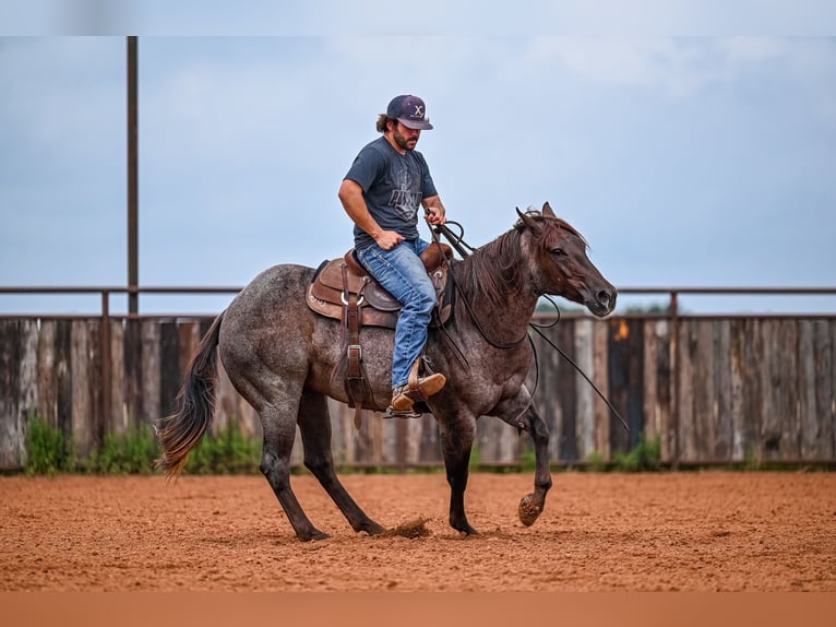 American Quarter Horse Wałach 3 lat 152 cm Kasztanowatodereszowata in Waco