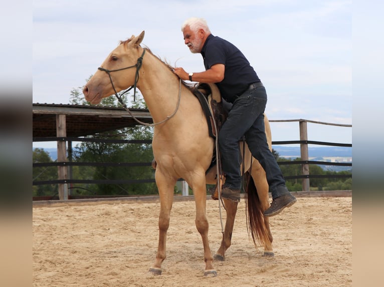 American Quarter Horse Wałach 3 lat 152 cm Szampańska in Müglitztal