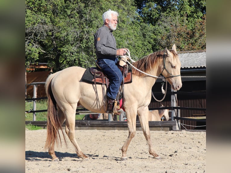American Quarter Horse Wałach 3 lat 152 cm Szampańska in Müglitztal