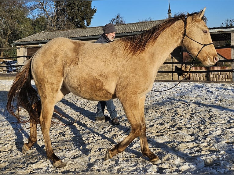 American Quarter Horse Wałach 3 lat 152 cm Szampańska in Müglitztal