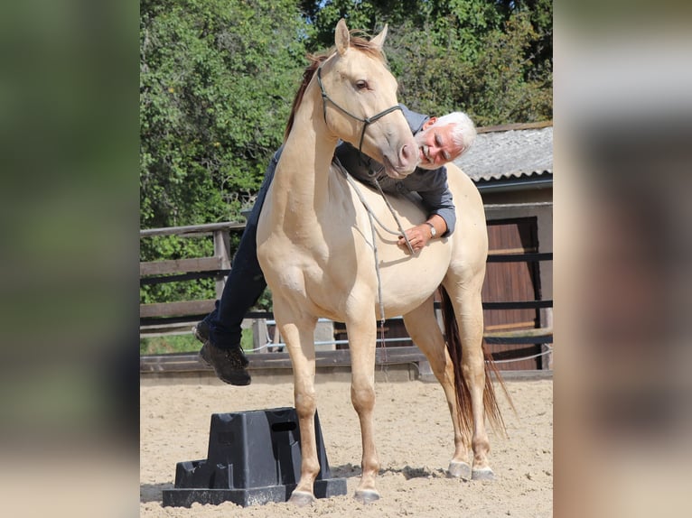 American Quarter Horse Wałach 3 lat 152 cm Szampańska in Müglitztal