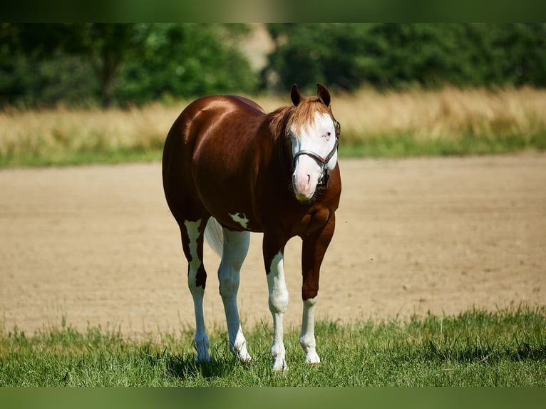American Quarter Horse Wałach 3 lat 153 cm Biała in München