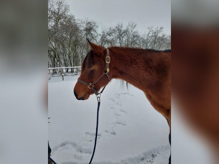 American Quarter Horse Wałach 3 lat 153 cm Gniada in Zossen