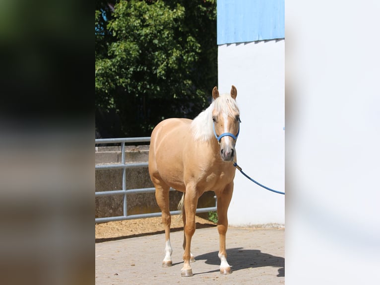 American Quarter Horse Wałach 3 lat 153 cm Izabelowata in Donaueschingen