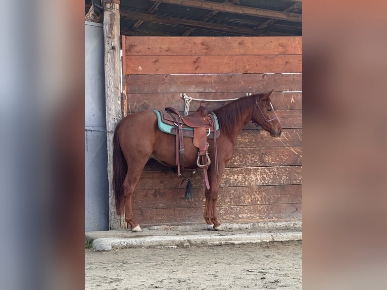American Quarter Horse Wałach 3 lat 153 cm Kasztanowata in Cortazzone