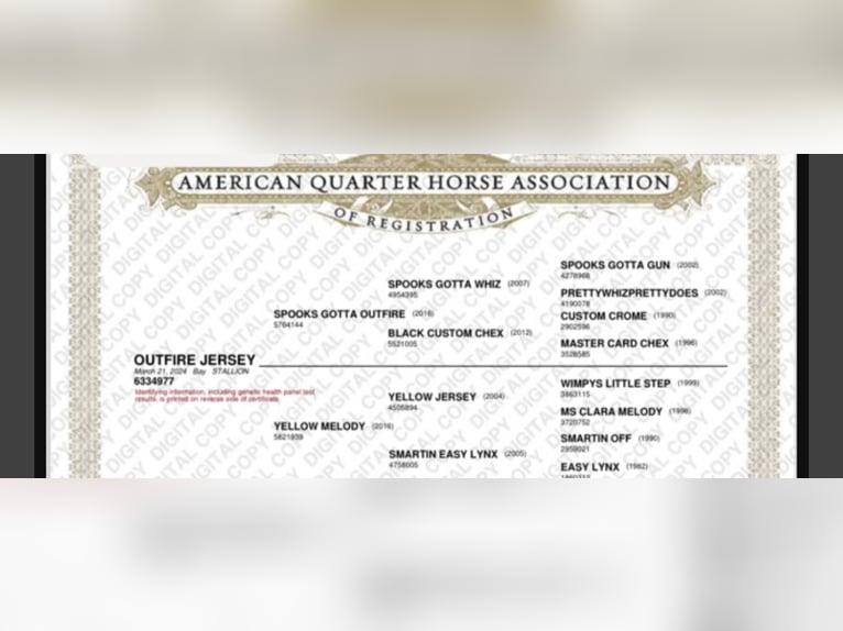 American Quarter Horse Wałach 3 lat 153 cm Kasztanowata in Duingen