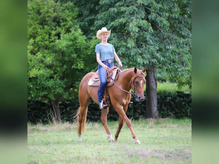 American Quarter Horse Wałach 3 lat 154 cm Kasztanowata in Bad Zwischenahn