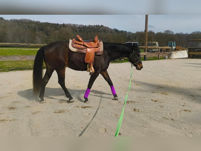 American Quarter Horse Wałach 3 lat 155 cm Ciemnogniada in Soyen