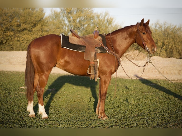 American Quarter Horse Wałach 3 lat 155 cm Cisawa in Phoenix