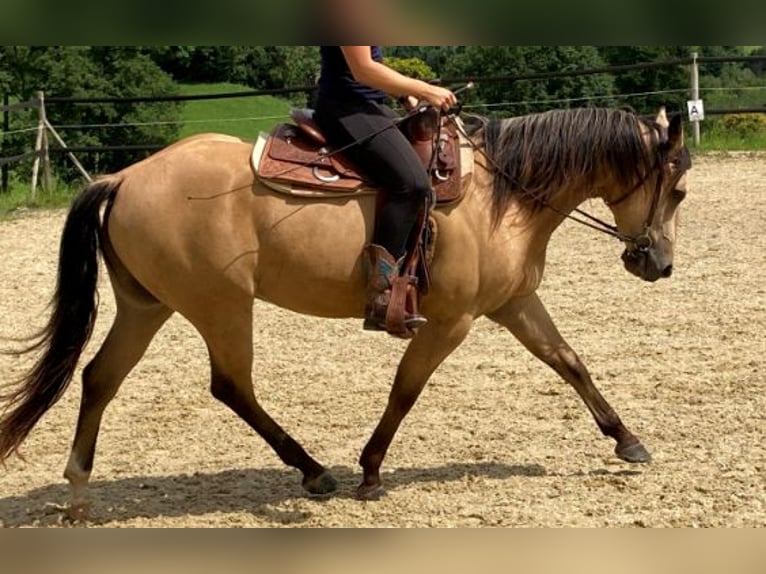 American Quarter Horse Wałach 3 lat 155 cm Cremello in Hombrechtikon