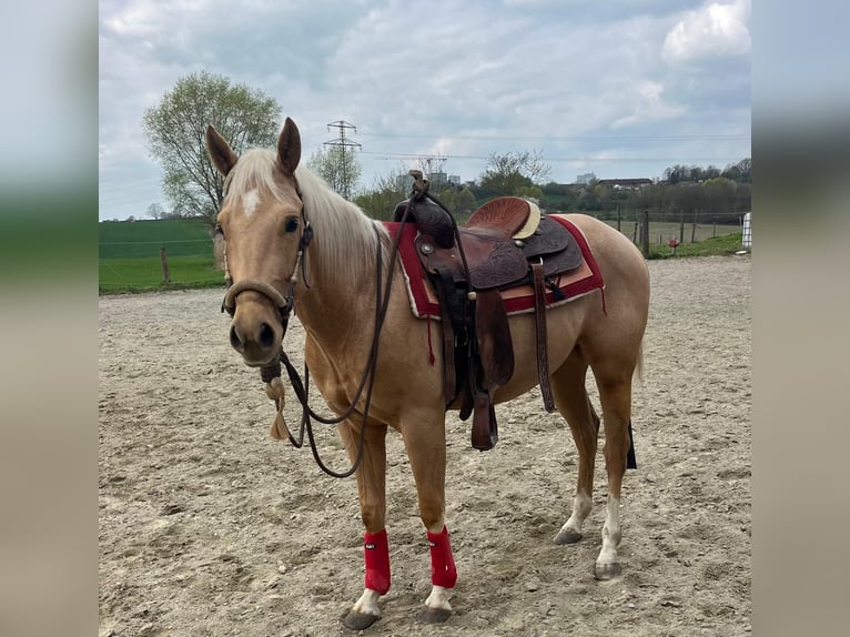 American Quarter Horse Wałach 3 lat 155 cm Izabelowata in Wasserburg am Inn