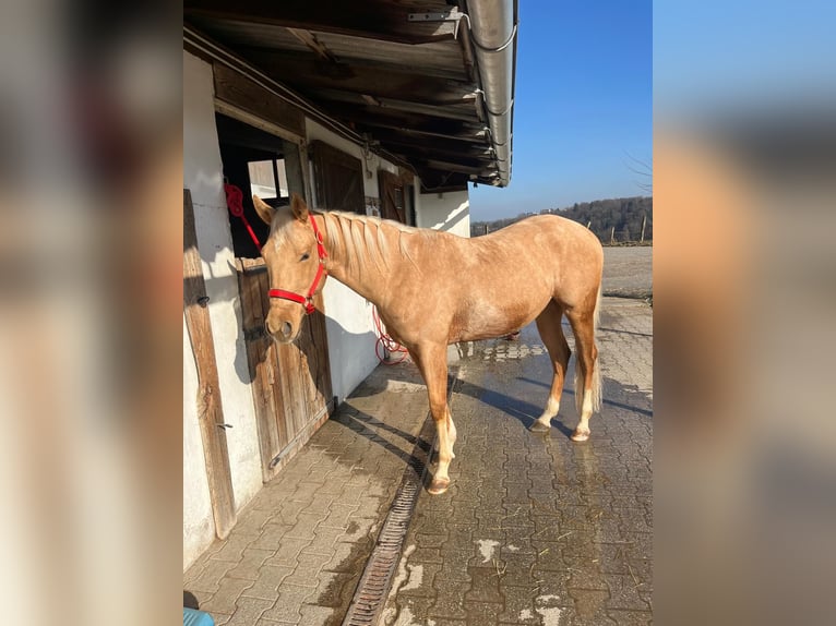 American Quarter Horse Wałach 3 lat 155 cm Izabelowata in Wasserburg am Inn