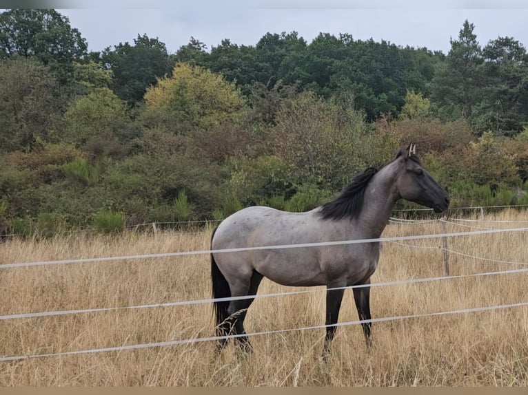 American Quarter Horse Wałach 3 lat 155 cm Karodereszowata in Siegbach
