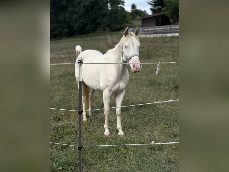 American Quarter Horse Wałach 3 lat 155 cm Perlino in Aichach