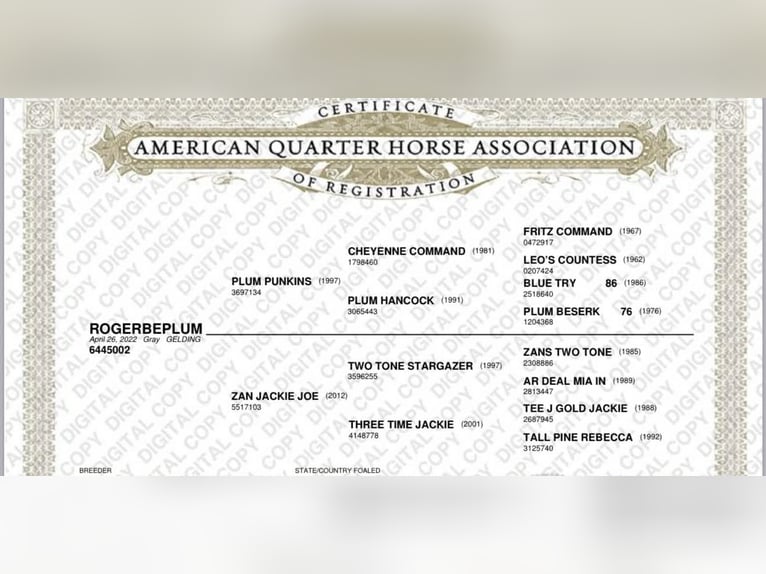 American Quarter Horse Wałach 3 lat 155 cm Siwa in Paicines CA