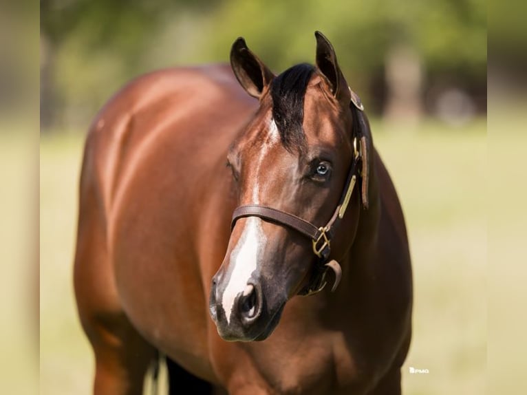 American Quarter Horse Wałach 3 lat 157 cm Gniada in Marietta, OK
