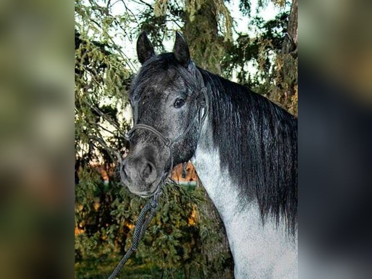 American Quarter Horse Mix Wałach 3 lat 157 cm Karodereszowata in Princeville
