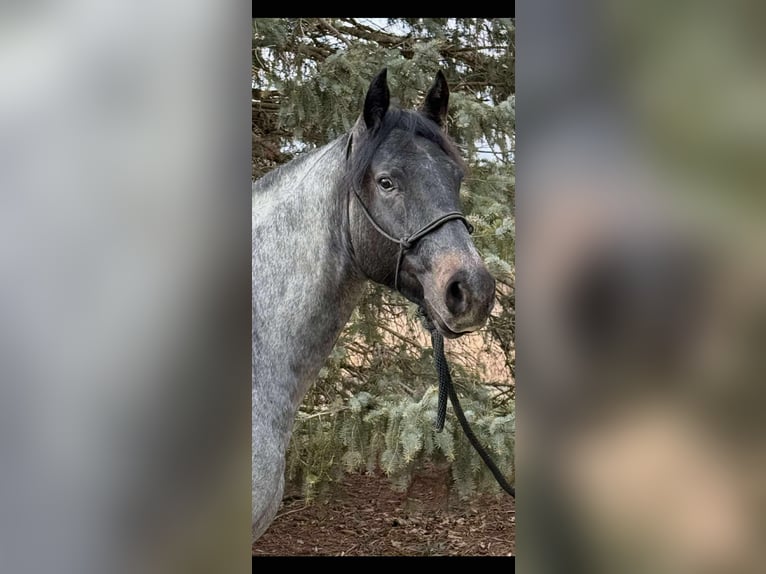 American Quarter Horse Mix Wałach 3 lat 157 cm Karodereszowata in Princeville