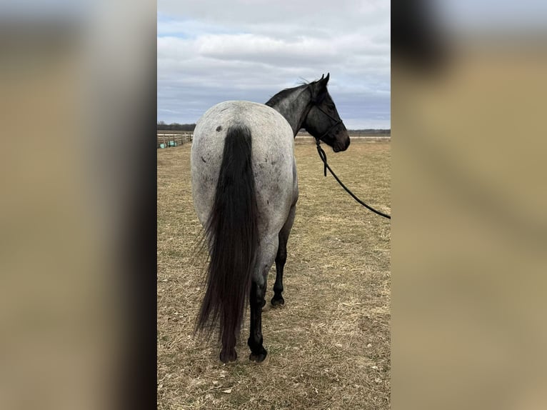 American Quarter Horse Mix Wałach 3 lat 157 cm Karodereszowata in Princeville