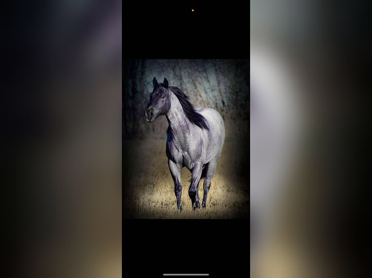 American Quarter Horse Mix Wałach 3 lat 157 cm Karodereszowata in Princeville