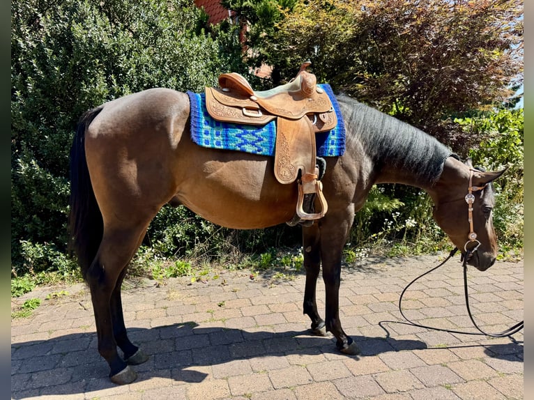 American Quarter Horse Wałach 3 lat 160 cm Ciemnogniada in Grethem/Büchten