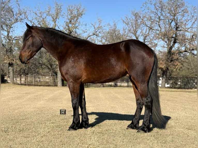 American Quarter Horse Wałach 3 lat 163 cm Gniada in Jacksboro TX