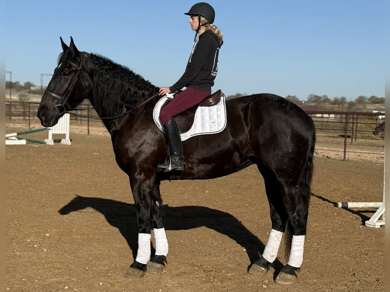 American Quarter Horse Wałach 3 lat 175 cm Kara in Jacksboro TX