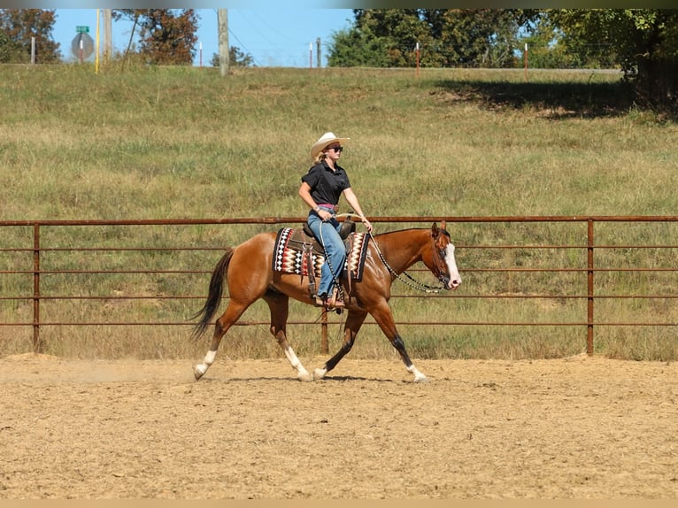American Quarter Horse Wałach 3 lat Bułana in Quitman