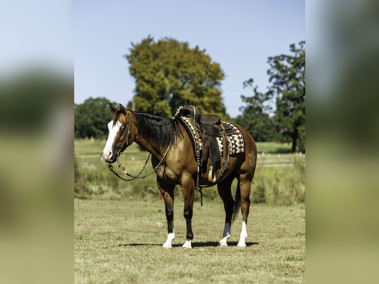 American Quarter Horse Wałach 3 lat Bułana in Quitman