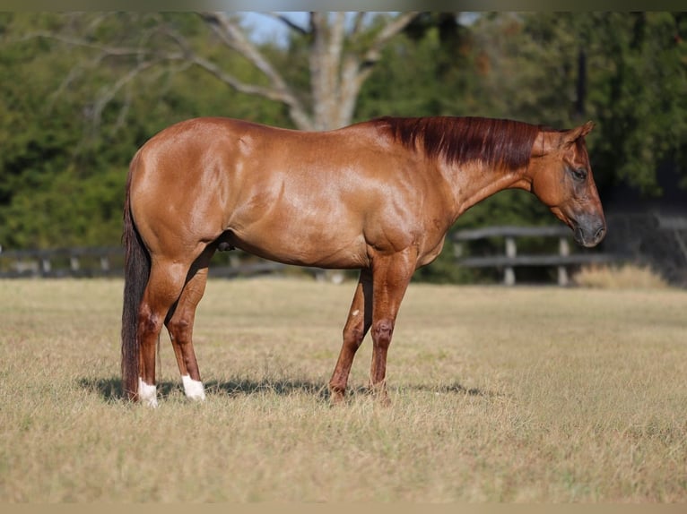 American Quarter Horse Wałach 3 lat Bułana in Mount Vernon