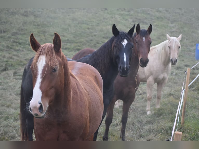 American Quarter Horse Wałach 3 lat Ciemnokasztanowata in Sv. Jurij ob Ščavnici