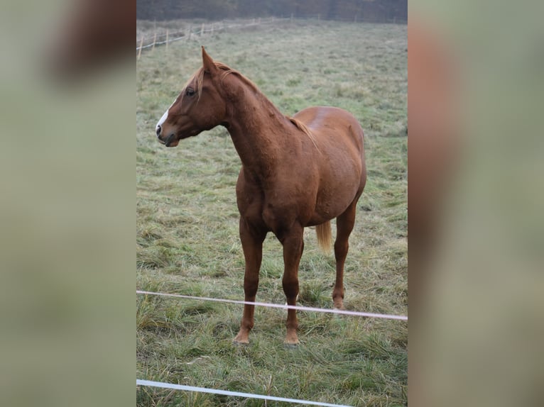 American Quarter Horse Wałach 3 lat Ciemnokasztanowata in Sv. Jurij ob Ščavnici