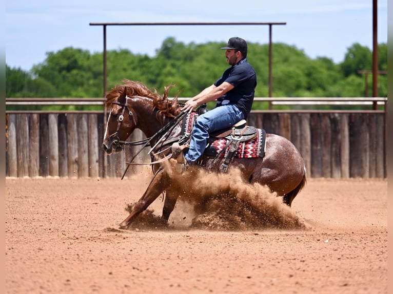 American Quarter Horse Wałach 3 lat Cisawa in Waco