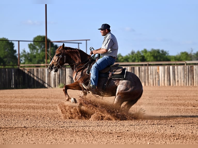 American Quarter Horse Wałach 3 lat Cisawa in Waco