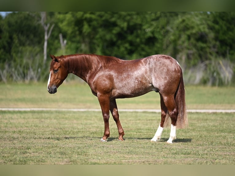 American Quarter Horse Wałach 3 lat Cisawa in Waco