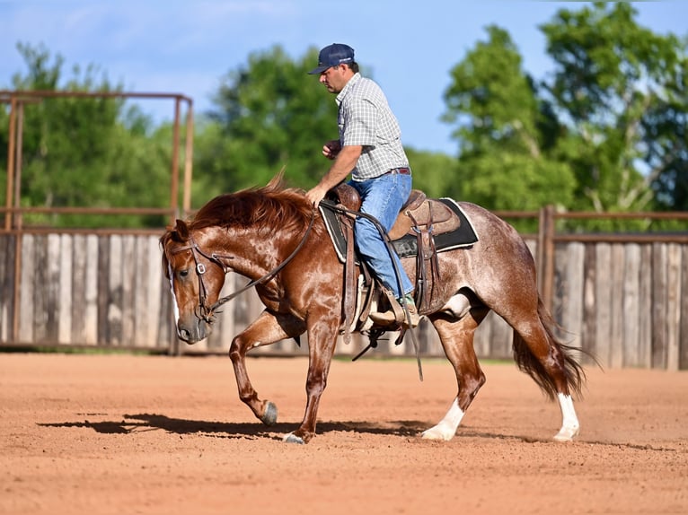American Quarter Horse Wałach 3 lat Cisawa in Waco