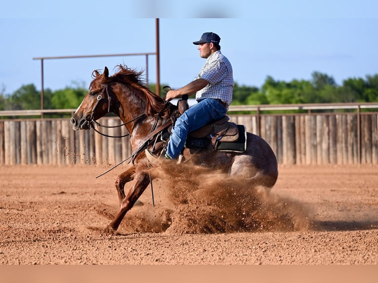 American Quarter Horse Wałach 3 lat Cisawa in Waco