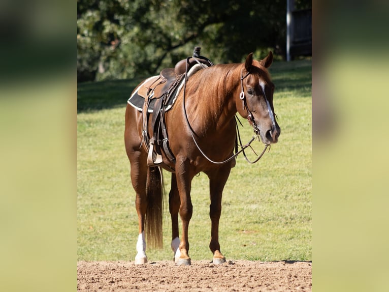 American Quarter Horse Wałach 3 lat Cisawa in Cleveland