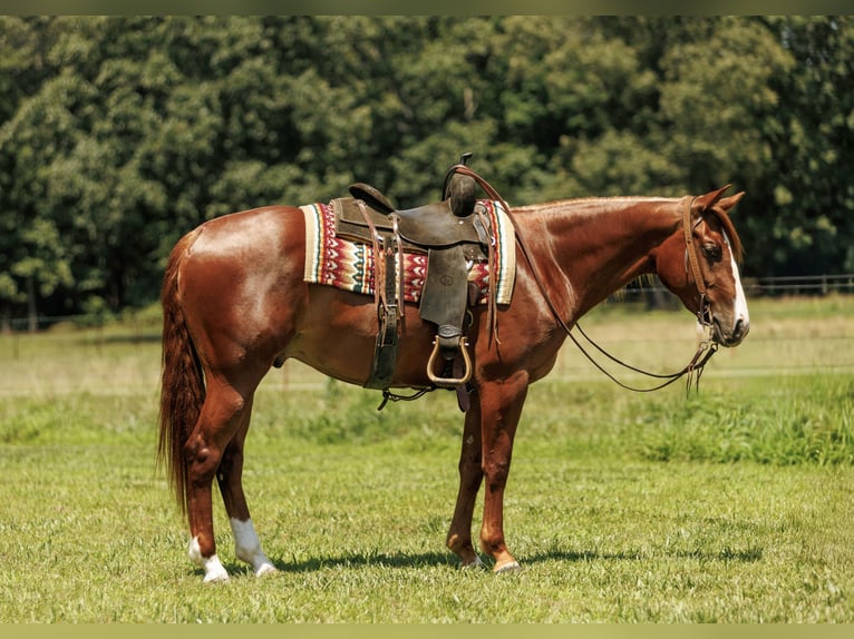 American Quarter Horse Wałach 3 lat Cisawa in Quitman