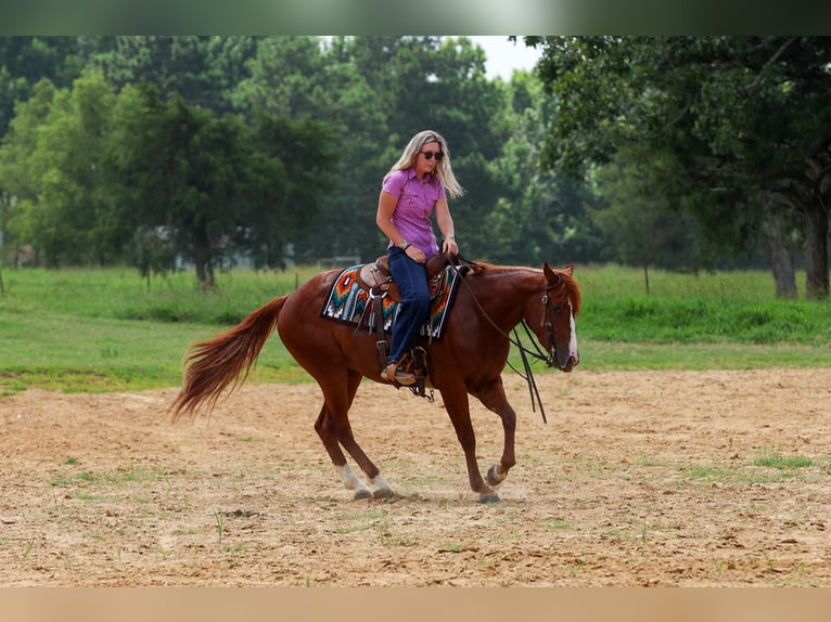 American Quarter Horse Wałach 3 lat Cisawa in Quitman