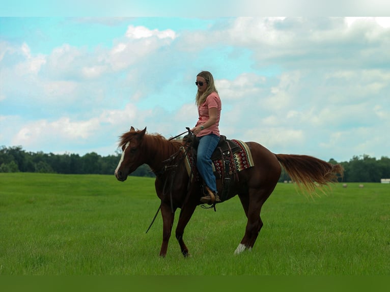 American Quarter Horse Wałach 3 lat Cisawa in Quitman