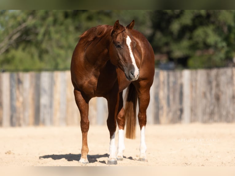 American Quarter Horse Wałach 3 lat Cisawa in Lampasas