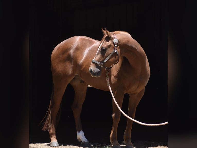 American Quarter Horse Wałach 3 lat Cisawa in Grandview