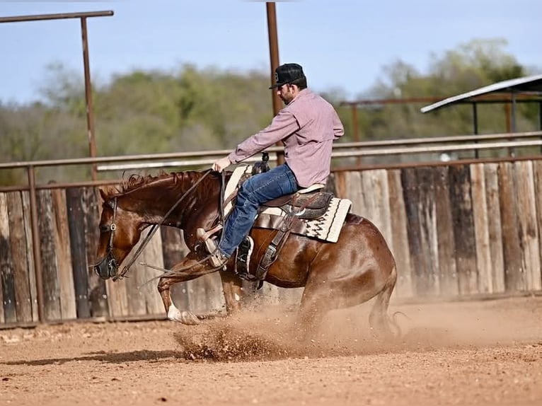 American Quarter Horse Wałach 3 lat Cisawa in Waco